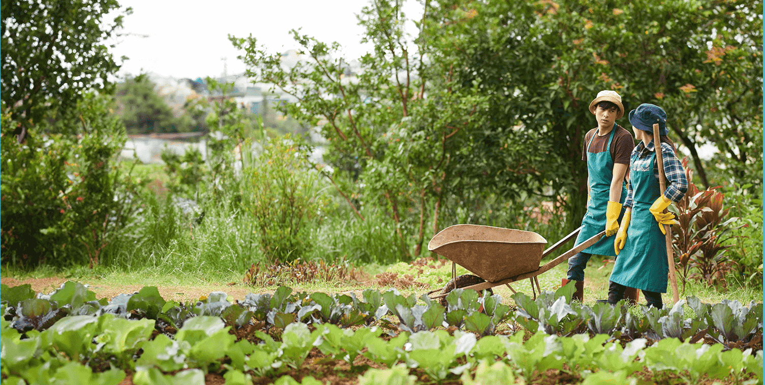 We Provide Complete Gardening Plantation Services